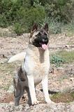 AKITA AMERICAIN 018